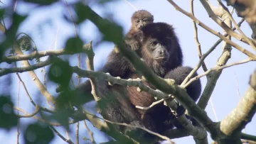 La población de fauna silvestre ha caído en un 73% en medio siglo, según WWF