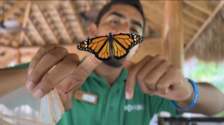 Cayo Levantado Resort: el lujo y la conservación ambiental pueden ir de la mano