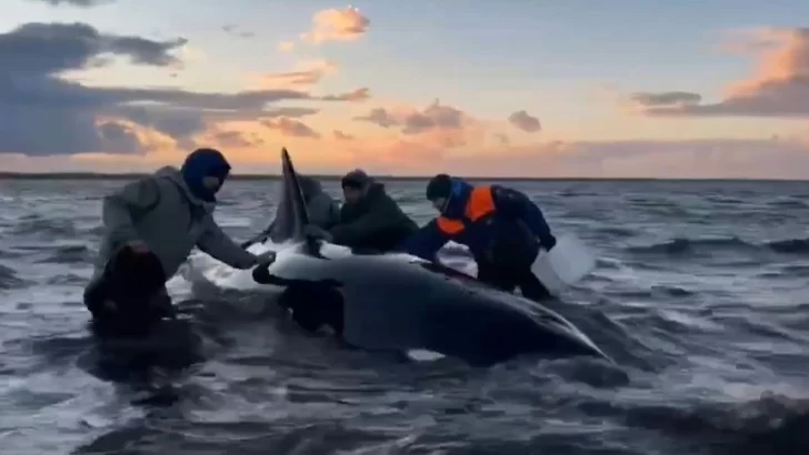 Rescatan familia de orcas varada frente a la costa rusa