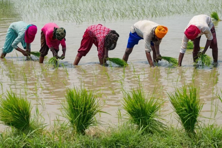 Los 5 cultivos a nivel mundial que requieren más agua para su producción (y su impacto en las comunidades y el medio ambiente)