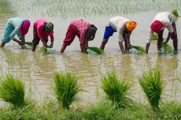 Cuáles son los 5 cultivos a nivel mundial que requieren más agua para su producción (y su impacto en las comunidades y el medio ambiente)