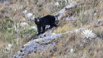 El video de un oso junto a un embalse sin agua enciende las alarmas por sequía en Colombia