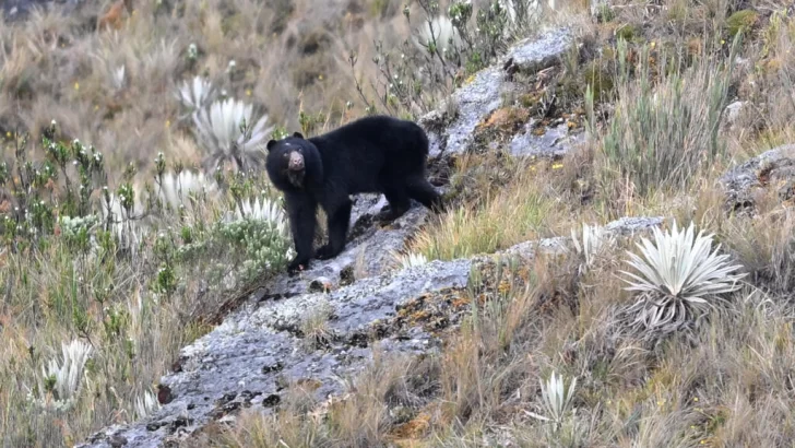 El video de un oso junto a un embalse sin agua enciende las alarmas por sequía en Colombia