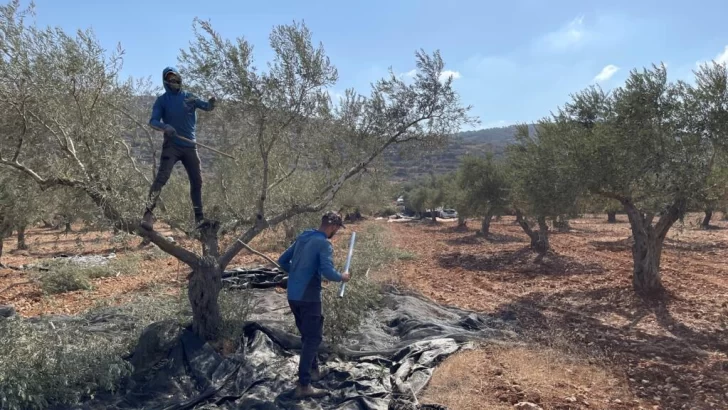 ‘Los colonos quieren confiscar tierras’, acusan palestinos de Cisjordania en plena cosecha