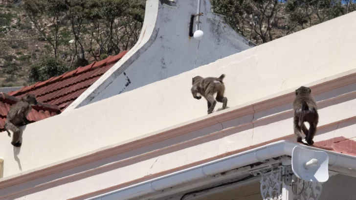 Sudáfrica: La delicada gestión de los babuinos invasores en Ciudad del Cabo