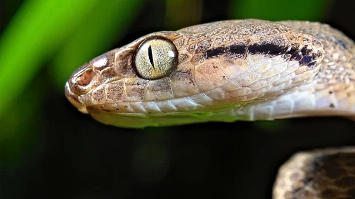 'Devoran todo lo que encuentran': la isla de EE.UU. con más de dos millones de serpientes que exterminaron las aves y ahora amenazan el bosque