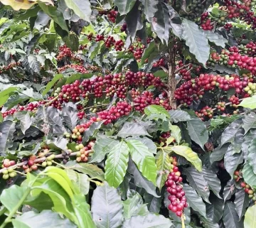 Alzas de precios del café genera bonanza en zonas cafetaleras