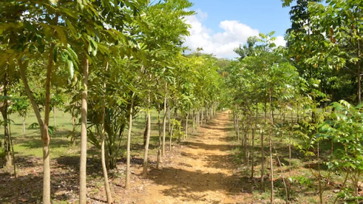 Se escribe “medioambiental”, no “medio ambiental”