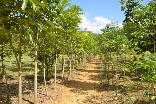 Se escribe “medioambiental”, no “medio ambiental”