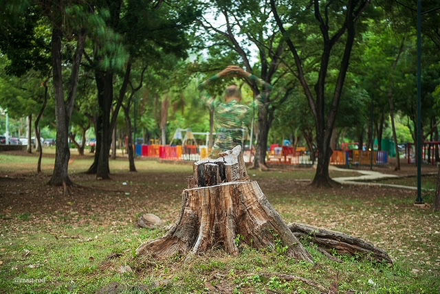 Muerte-de-un-arbol-mirador-sur