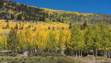 Pando, el árbol de más de 40 hectáreas considerado uno de los seres vivos más antiguos y pesados de la Tierra