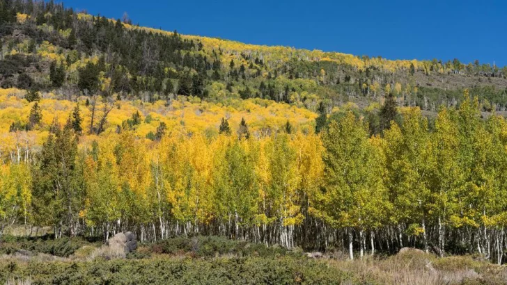 Pando, el árbol de más de 40 hectáreas considerado uno de los seres vivos más antiguos y pesados de la Tierra