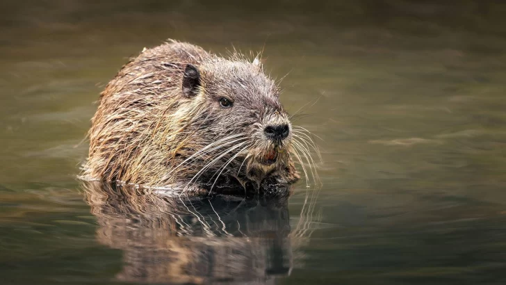 El experimento soviético que pobló el Cáucaso con animales de Sudamérica el siglo pasado y acabó en un desastre ambiental