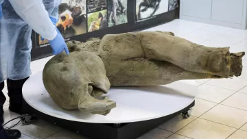 Los restos de una cría de mamut de 50.000 años de antigüedad descubiertos en perfecto estado de conservación