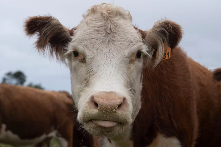 'Oro bovino': el negocio millonario de vender cálculos biliares de vacas de Sudamérica a China