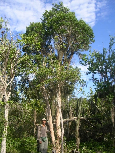 Arbol-de-canelilla-Jaragua.-Foto-G.J.