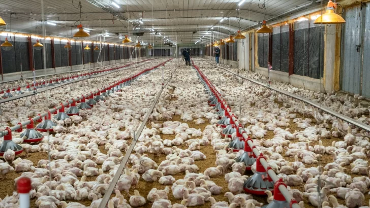 ADA resalta subsector avícola ofrecerá 24.5 millones de pollos para diciembre