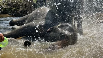 El baño con elefantes, la popular actividad turística tailandesa criticada por animalistas