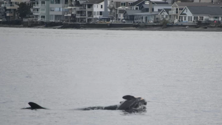 Una orca es observada cargando su cría muerta en el Pacífico