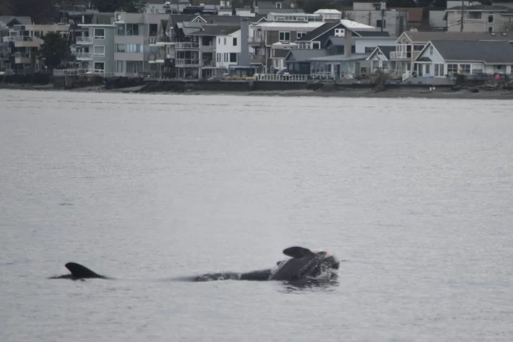 Una orca es observada cargando su cría muerta en el Pacífico