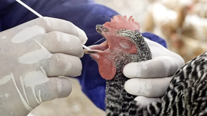 Sanidad Animal alerta del salto de enfermedades animales a nuevas especies, incluyendo a humanos