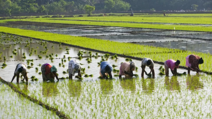 La caída de los precios del arroz ralentiza significativamente las compras