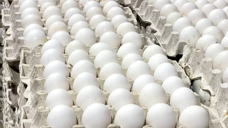 RD produce 350 millones de huevos mensuales; mantiene prevención contra influenza aviar 