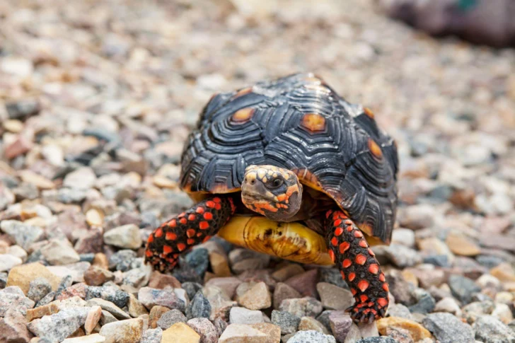 Lo que podemos aprender de las tortugas y los pulpos sobre una vida solitaria (y feliz)