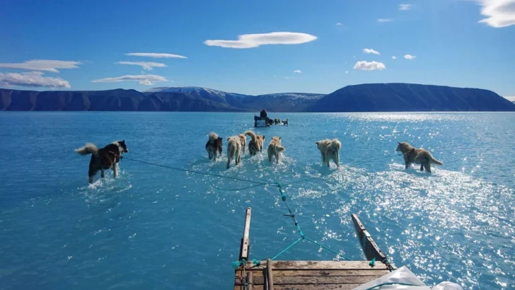 'El hielo se derritió bajo nuestros pies': la dramática imagen de perros siberianos corriendo sobre el agua que revela el rápido deshielo de Groenlandia