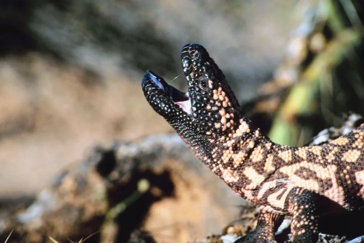 El monstruo de Gila, el lagarto con digestión lenta que fue clave para la creación de Ozempic, el revolucionario medicamento contra la obesidad