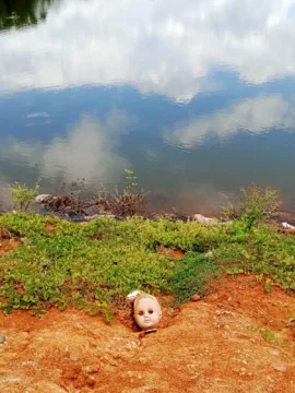 Tony Capellán, Arte Povera, peces muertos y la nación fermentada