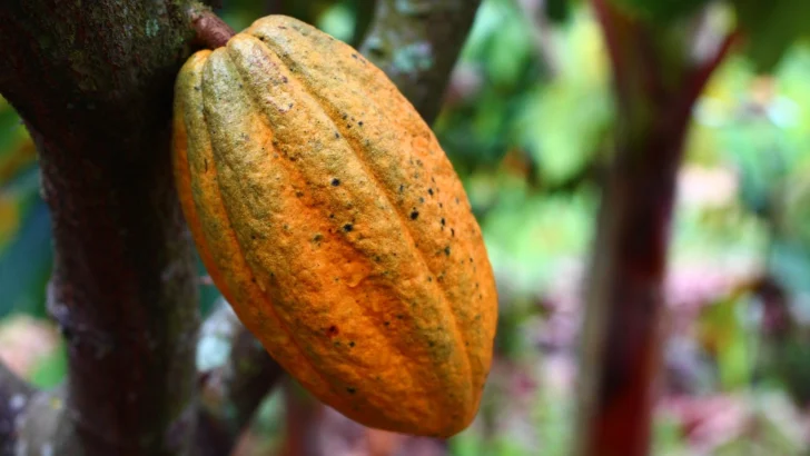Impulsan proyecto de semillas de cacao en Puerto Plata Impulsan proyecto de semillas de cacao en Puerto Plata