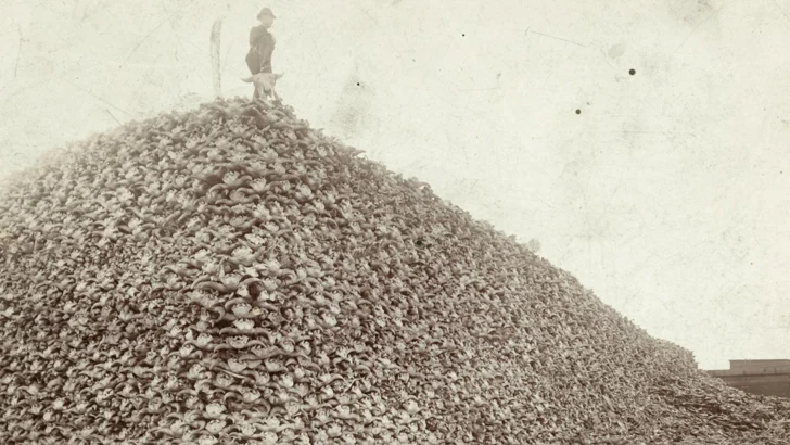 La foto de la montaña de cráneos de bisonte que revela una infame historia de Estados Unidos