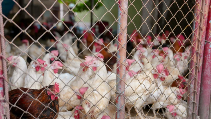 ADA garantiza el abastecimiento con 5 millones de libras de pollo disponibles ADA garantiza el abastecimiento con 5 millones de libras de pollo disponibles