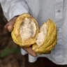 Suben 7 % importaciones agroalimentarias UE en enero impulsadas por precio de cacao y café