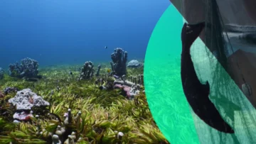 Saya de Malha y la masacre silenciosa de tiburones en el océano Índico 23