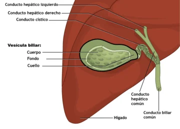 Etimologías del léxico de la medicina