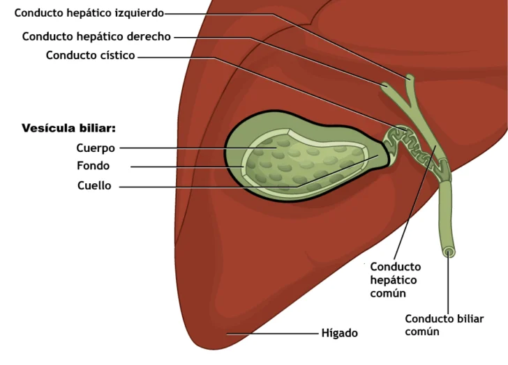 Etimologías del léxico de la medicina