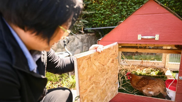 El fenómeno del alquiler de gallinas en EEUU por alza del precio de los huevos