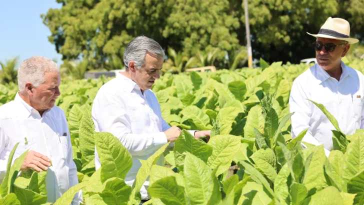 Exportan tabaco dominicano a 148 países 