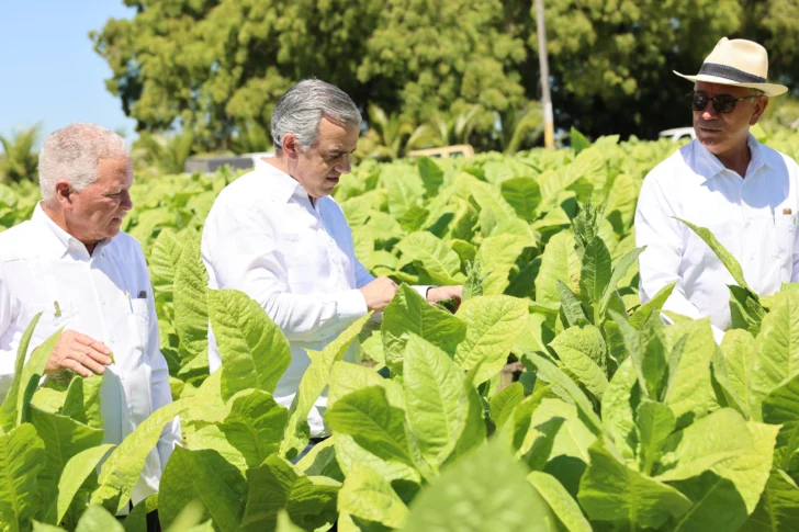 Exportan tabaco dominicano a 148 países 