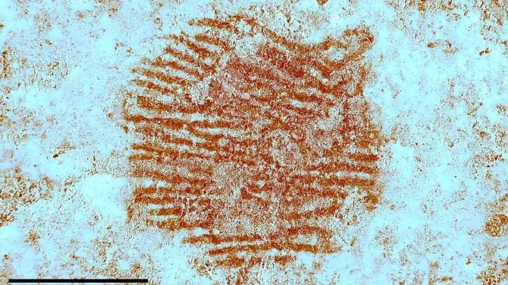 La huella dactilar de hace más de 40.000 años que sugiere que los neandertales hacían arte
