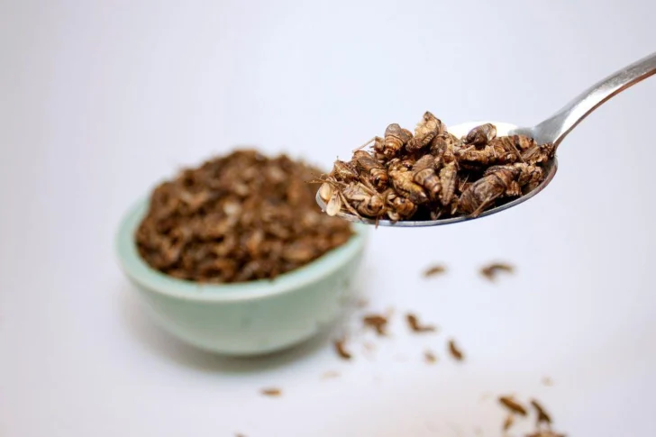 Cuántos insectos deberíamos consumir para sustituir nutritivamente a la carne de pollo, cerdo o vaca
