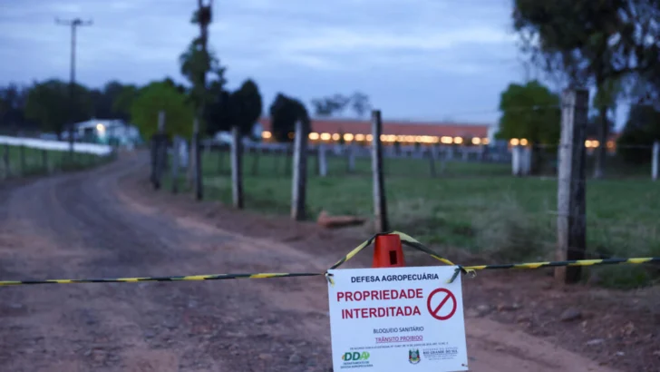 Por brote de gripe aviar, Brasil suspende exportación de pollo a China y UE