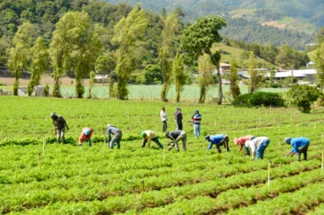 Bagrícola ha otorgado RD$ 143,476 millones en préstamos para agricultores Bagrícola ha otorgado RD$ 143,476 millones en préstamos para agricultores
