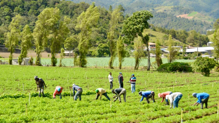 Bagrícola ha otorgado RD$ 143,476 millones en préstamos para agricultores Bagrícola ha otorgado RD$ 143,476 millones en préstamos para agricultores