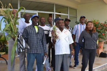 Agricultores culpan a Punta Catalina de pérdida de cosecha de cebolla