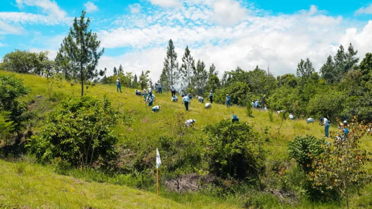 Voluntarios de Grupo Popular siembran 5,000 árboles en Plan Sierra Voluntarios de Grupo Popular siembran 5,000 árboles en Plan Sierra
