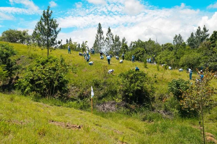 Voluntarios de Grupo Popular siembran 5,000 árboles en Plan Sierra