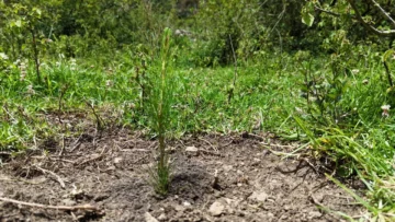 Alfridomsa y Parque del Prado realizan jornada de reforestación en Constanza